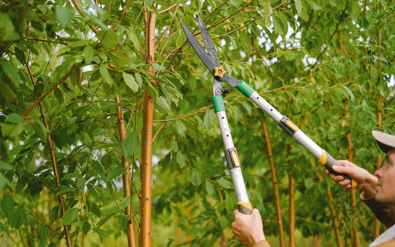 Tree trimming in Depew, NY